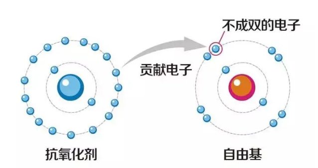 科學(xué)家們苦苦追尋的人體理想的抗氧化劑——?dú)?圖4)