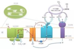 生命核心過(guò)程是氫氧反應(yīng)！