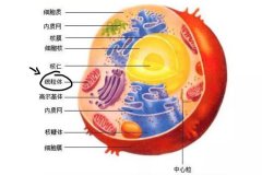 氫氣作用機制不完善呼喚新假說