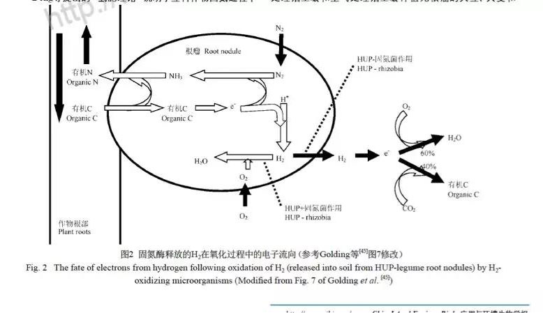 釋放的氫氣所攜帶的能量中60%被氫氧化細(xì)菌作為能量而被消耗