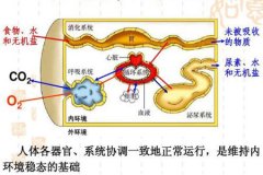 氫氣是redox穩(wěn)態(tài)調(diào)節(jié)劑