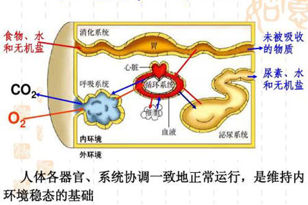 氫氣是redox穩(wěn)態(tài)調(diào)節(jié)劑