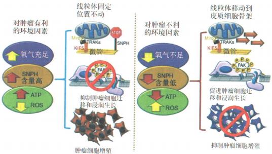 癌癥是“線粒體疾病”