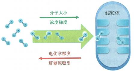影響分子氫進入線粒體的因素