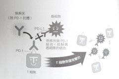 氫氣與保疾伏都能去掉“免疫抑制”，但機(jī)制與原理是完全不同的