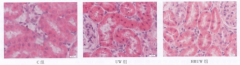 氫分子對(duì)減輕大鼠腎臟低溫保存期缺血損傷