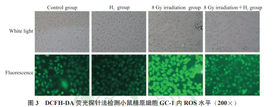 氫氣緩解照射后 GC-1 細(xì)胞內(nèi)ROS水平的升高