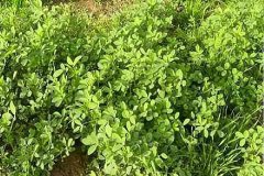氫氣影響植物氣孔的信號機(jī)制研究