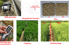 氫水大米，不僅僅好吃