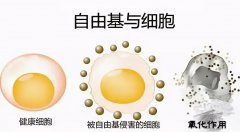 氫分子的六大美容功效