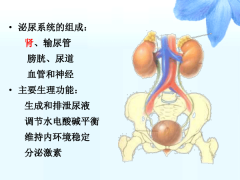 氫氣與泌尿生殖系統(tǒng)疾病